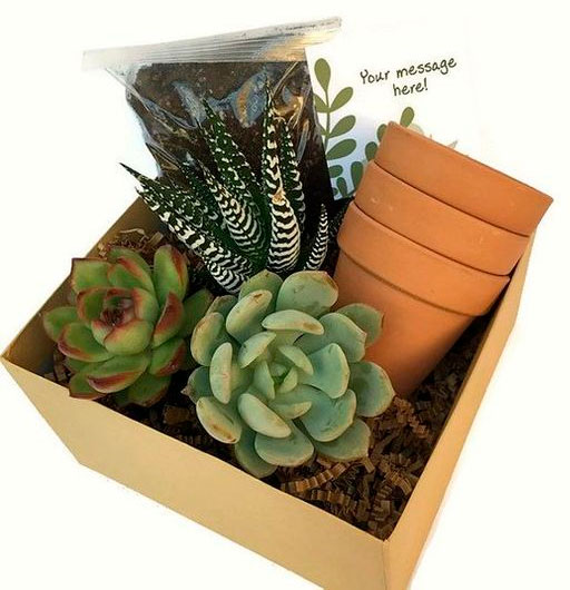 Basket for your mother to plant succulents